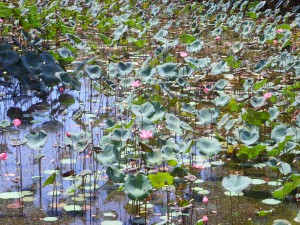 Lotus au tombeau de Tu Duc